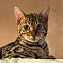 cat, bengal_cat, pet, animal, feline, whiskers, ears, eyes, fur, striped, spotted, portrait, indoor, relaxed, closeup, cute, mammal, domestic_animal, resting, soft