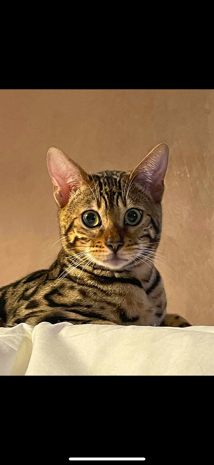 Kara a rejoint le concours — aidez-le/la à gagner de superbes lots ! cat, bengal_cat, pet, animal, feline, whiskers, ears, eyes, fur, striped, spotted, portrait, indoor, relaxed, closeup, cute, mammal, domestic_animal, resting, soft