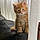 Minette