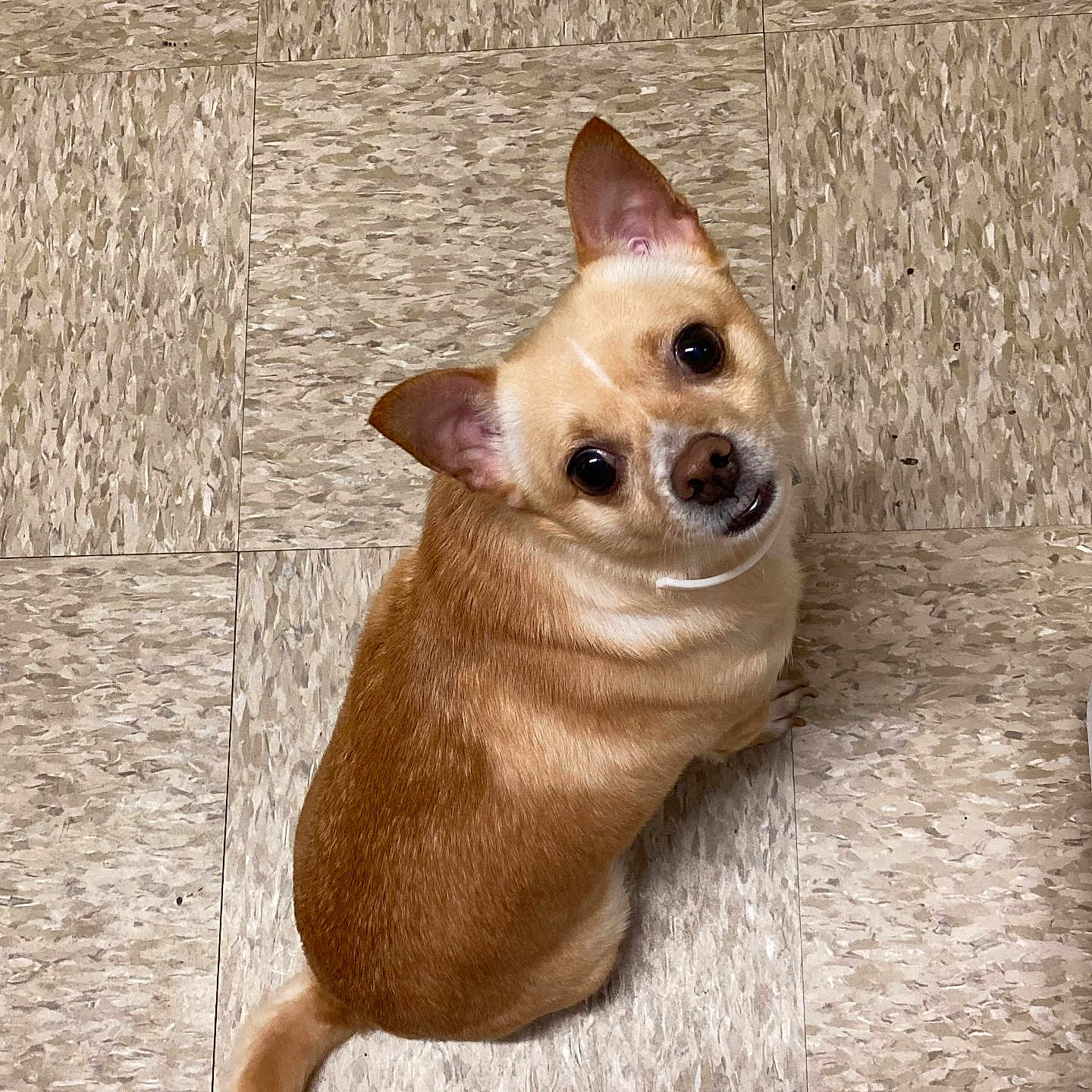 Chapulin joined the competition — help win amazing prizes! dog, small_dog, tan_dog, pet, animal, looking_up, tilted_head, floor, tile_floor, indoor, cute, curious, mischievous, ears_up, short_fur, companion, friendly, domestic_animal, canine, adorable