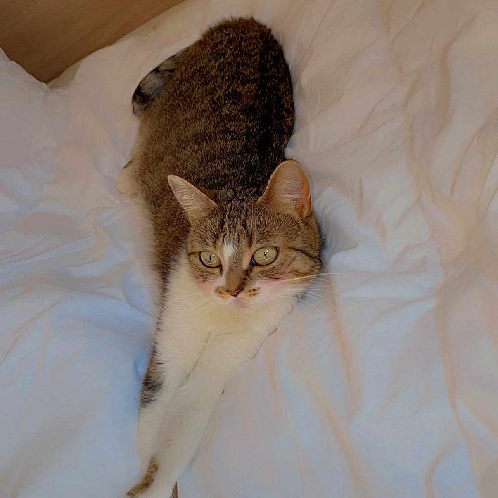 Mafy a rejoint le concours — aidez-le/la à gagner de superbes lots ! abyssinian, animal, bed, bedroom, blanket, cat, couch, cushion, furniture, hardwood, homedecor, indoors, kitten, linen, manx, person, pet, quilt, room, sleeping