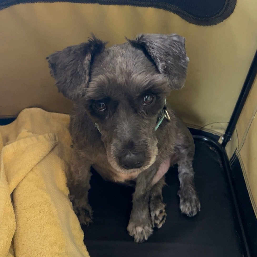 Teddy is registered to the contest to win money with this photo: animal, beige_background, black_surface, blanket, bone_patch, canine, collar, companion, cute, dog, ears, fur, gray_dog, indoor, looking_up, paw, pet, sitting, small_dog, towel