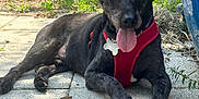 Scotty is registered to the contest to win money with this photo: animal, black_dog, canine, dog, ear_accessory, flower, grass, greenery, nature, outdoor, patio, pet, plant, red_harness, relaxed, resting, stone_floor, sunlight, tongue_out, tree
