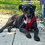animal, black_dog, canine, dog, ear_accessory, flower, grass, greenery, nature, outdoor, patio, pet, plant, red_harness, relaxed, resting, stone_floor, sunlight, tongue_out, tree