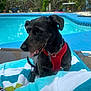 Scotty is registered to the contest to win money with this photo: animal, backyard, black_dog, canine, daytime, dog, happy, leisure, outdoor, pet, pool, red_harness, relaxation, seat, summer, sunny, swimming_pool, tongue_out, towel, water