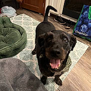 Scotty is registered to the contest to win money with this photo: animal, bag, black_dog, canine, collar, companion, dog, domestic, door, floor, happy, indoor, kitchen, pet_bed, playful, rug, smiling, sneakers, tail, wood_floor
