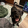 animal, bag, black_dog, canine, collar, companion, dog, domestic, door, floor, happy, indoor, kitchen, pet_bed, playful, rug, smiling, sneakers, tail, wood_floor
