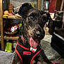 Scotty joined the competition — help win amazing prizes! animal, black_dog, blurred_background, carpet, closeup, collar, cute, dog, furniture, happy, harness, home, indoor, pet, shelf, sitting, tag, tongue_out, toy, wood