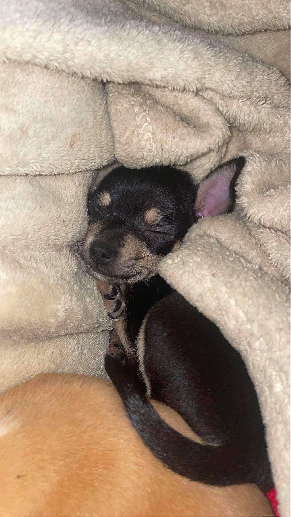 Ryder joined the competition — help win amazing prizes! canidae, carnivore, comfort, companion_dog, couch, dog, dog_breed, ear, fur, grey, nap, non_sporting_group, paw, sporting_group, terrestrial_animal, toy_dog, whiskers, working_animal