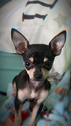 Ryder joined the competition — help win amazing prizes! canidae, carnivore, chihuahua, companion_dog, corgi_chihuahua, dog, dog_breed, ear, fawn, fur, non_sporting_group, pattern, prazsky_krysarik, puppy, russkiy_toy, snout, terrestrial_animal, toy_dog, whiskers, working_animal