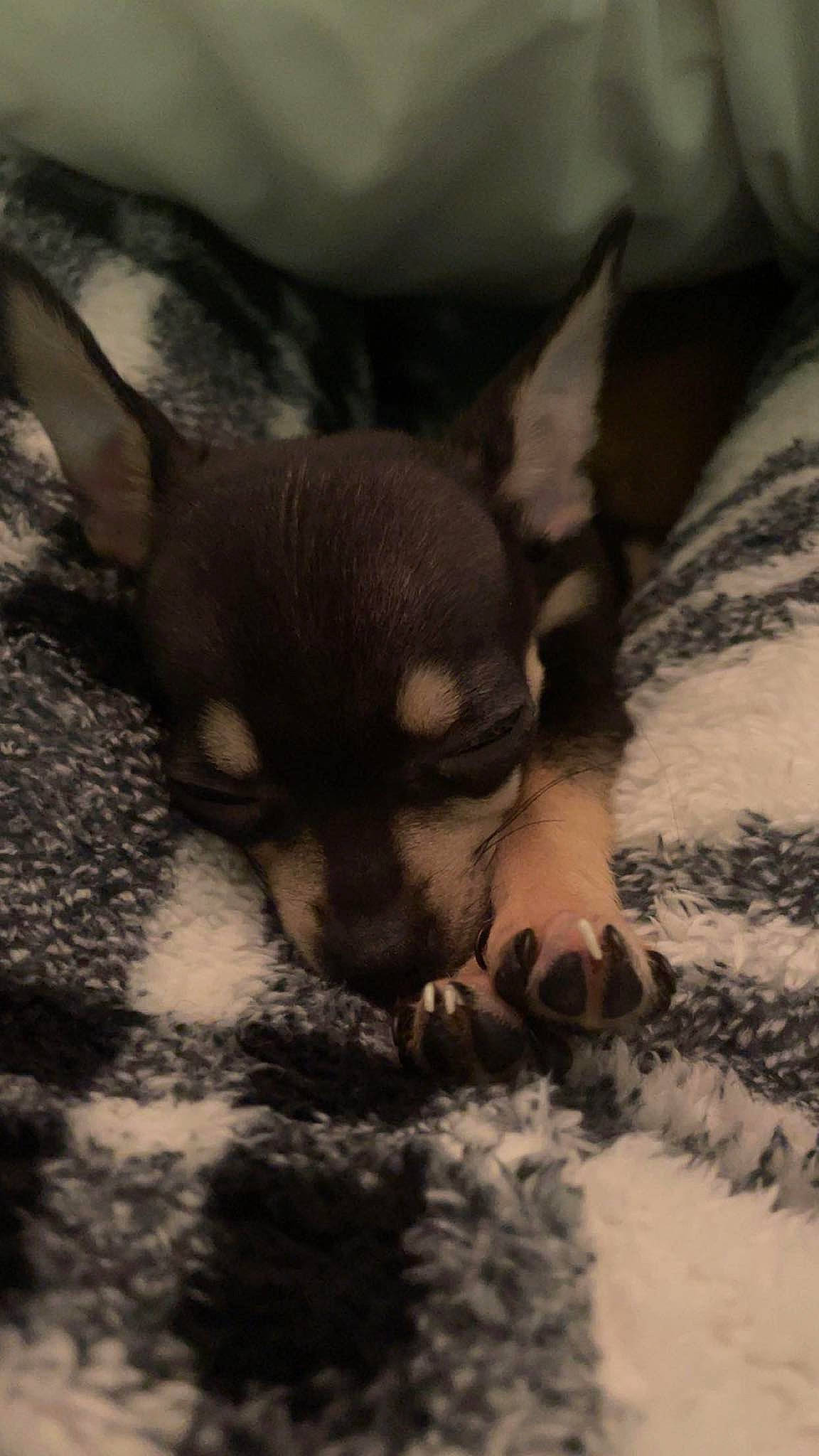 Ryder joined the competition — help win amazing prizes! canidae, carnivore, chihuahua, comfort, companion_dog, corgi_chihuahua, darkness, dog, dog_breed, ear, fawn, fur, paw, puppy, russkiy_toy, sporting_group, terrestrial_animal, toy_dog, whiskers, working_animal