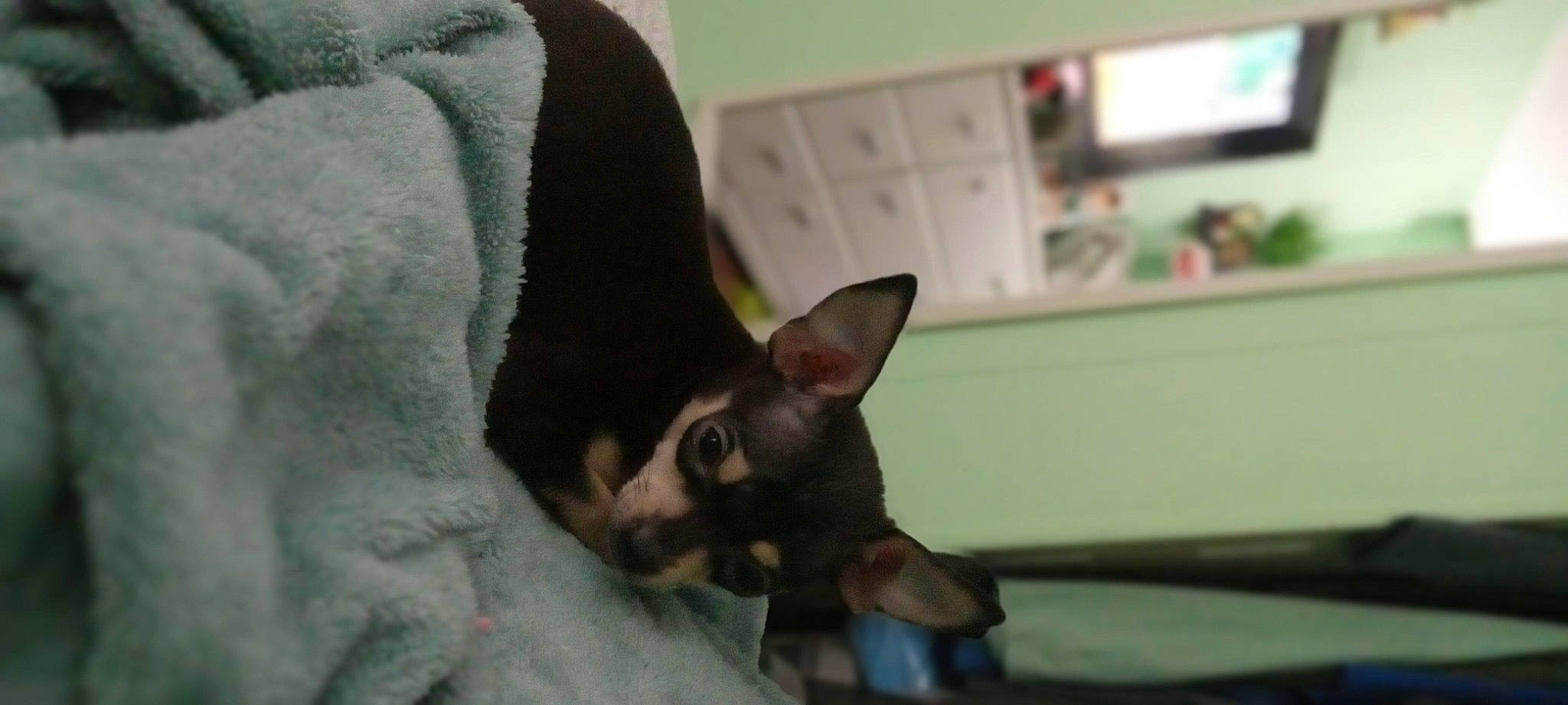 Ryder joined the competition — help win amazing prizes! black_cat, carnivore, comfort, companion_dog, dog, dog_breed, domestic_short_haired_cat, ear, felidae, fur, grey, guard_dog, paw, prazsky_krysarik, small_to_medium_sized_cats, sporting_group, terrestrial_animal, toy_dog, whiskers, working_animal