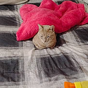 Mustang is registered to the contest to win money with this photo: animal, bed, blanket, cat, comfort, cozy, cute, fabric, feline, fur, home, indoor, orange, pet, pillow, plaid, resting, sleepy, soft, yellow