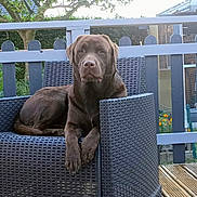 Vivaldi a rejoint le concours — aidez-le/la à gagner de superbes lots ! dog, chocolate_lab, brown_fur, sitting, lounging, chair, wicker_furniture, outdoor, garden, patio, fence, deck, flowers, trees, greenery, portrait, pet, calm, front_facing, daylight
