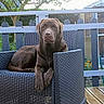 dog, chocolate_lab, brown_fur, sitting, lounging, chair, wicker_furniture, outdoor, garden, patio, fence, deck, flowers, trees, greenery, portrait, pet, calm, front_facing, daylight