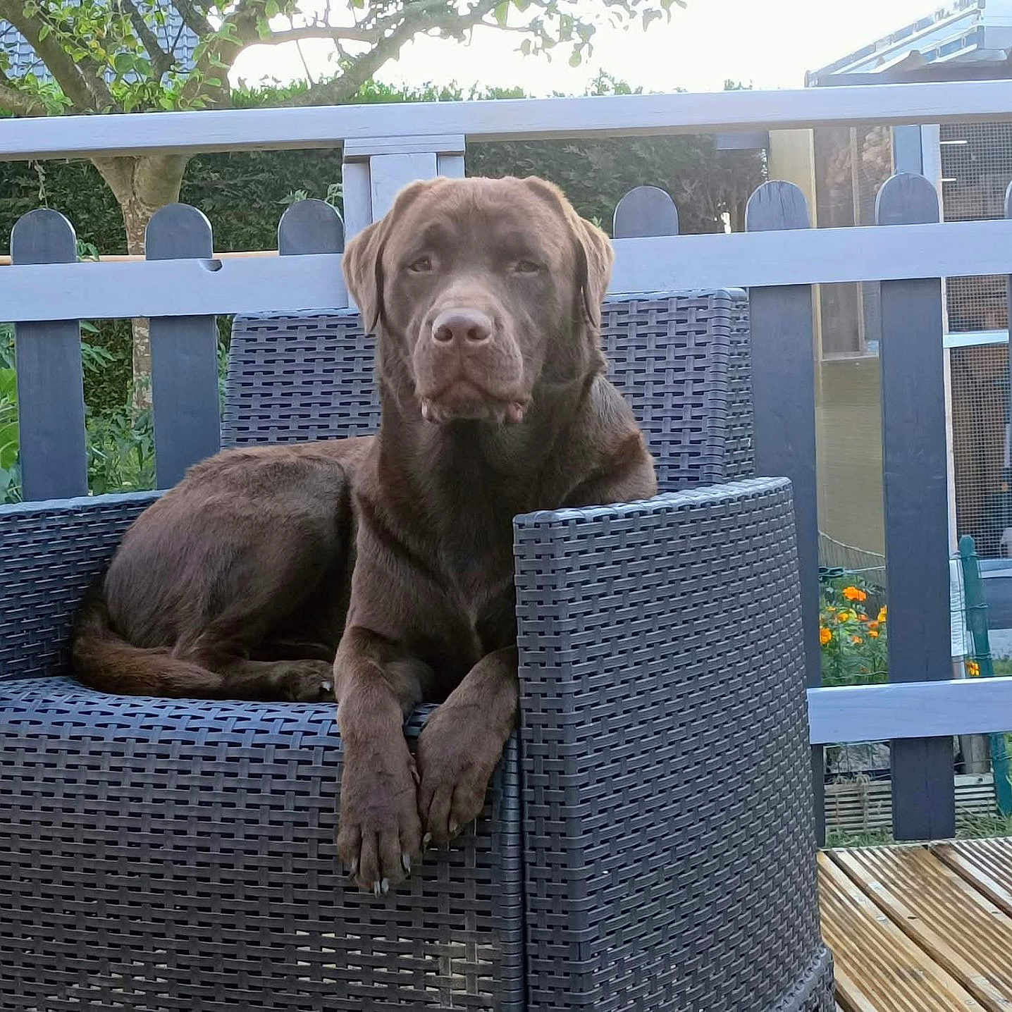 Vivaldi a rejoint le concours — aidez-le/la à gagner de superbes lots ! dog, chocolate_lab, brown_fur, sitting, lounging, chair, wicker_furniture, outdoor, garden, patio, fence, deck, flowers, trees, greenery, portrait, pet, calm, front_facing, daylight