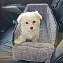 puppy, dog, pet, white_dog, puppy_face, furry, car_interior, car_seat, pet_bed, cozy, sunlight, cute, small_dog, looking_at_camera, travel, leather_seat, seat, companion, portrait, domestic_animal