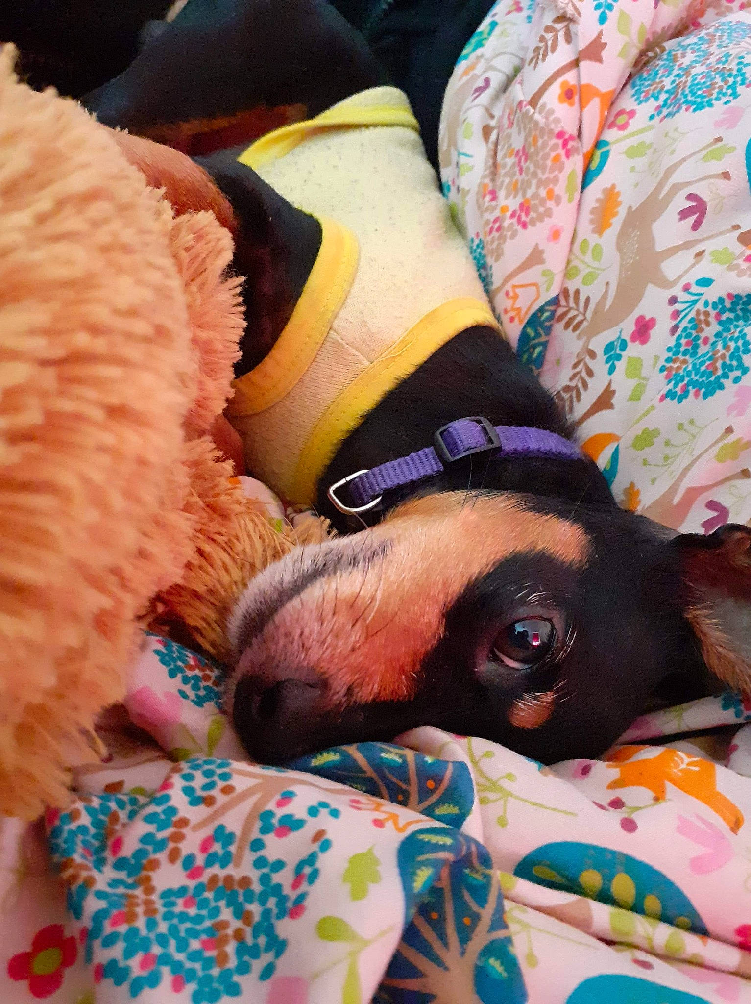 Chocolat a rejoint le concours — aidez-le/la à gagner de superbes lots ! canidae, carnivore, companion_dog, dachshund, dog, dog_breed, fawn, nap, non_sporting_group, pink, puppy, puppy_love, sleep, sporting_group, stuffed_toy, teddy_bear, toy_dog