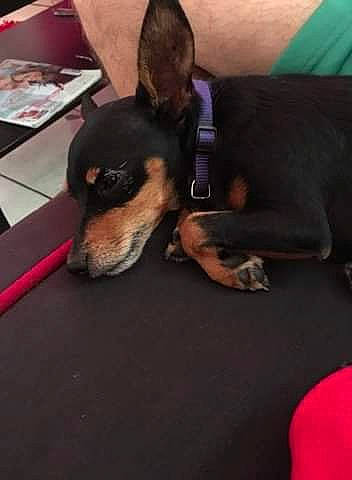 Chocolat a rejoint le concours — aidez-le/la à gagner de superbes lots ! canidae, carnivore, chihuahua, companion_dog, dobermann, dog, dog_breed, ear, english_toy_terrier, german_pinscher, guard_dog, mammal, manchester_terrier, miniature_pinscher, pinscher, prazsky_krysarik, puppy, toy_dog, toy_manchester_terrier, vertebrate