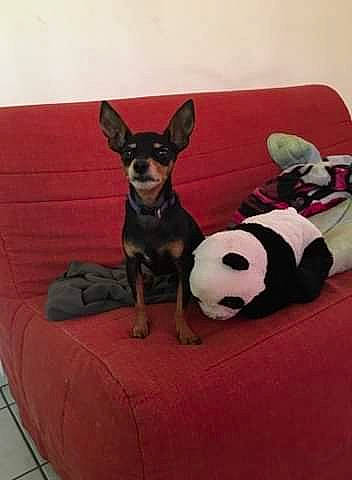 Chocolat participe au concours pour gagner de l'argent avec cette photo : canidae, carnivore, chihuahua, companion_dog, dog, dog_breed, english_toy_terrier, mammal, miniature_pinscher, prazsky_krysarik, puppy, rat_terrier, russkiy_toy, teddy_roosevelt_terrier, toy_dog, toy_fox_terrier, vertebrate