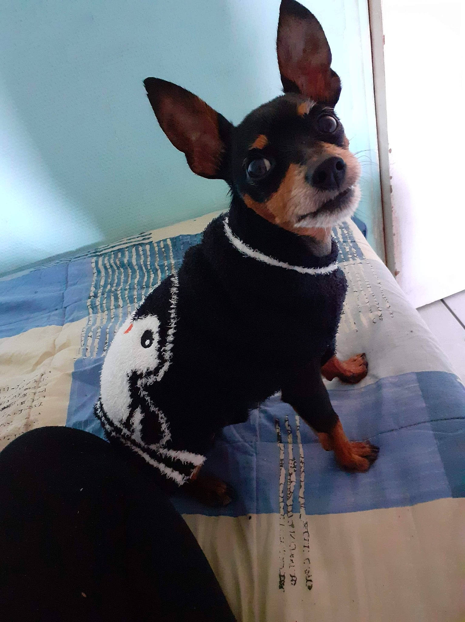 Chocolat a rejoint le concours — aidez-le/la à gagner de superbes lots ! canidae, carnivore, companion_dog, dog, dog_breed, dog_clothes, english_toy_terrier, german_pinscher, mammal, miniature_pinscher, non_sporting_group, pinscher, prazsky_krysarik, russkiy_toy, toy_dog, toy_fox_terrier, toy_manchester_terrier, vertebrate