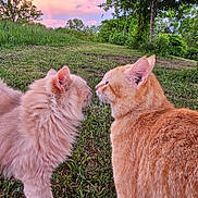 Chowder And Ivy is registered to the contest to win money with this photo: animal, cat, cats, cream_cat, curious, daylight, feline, fluffy_cat, fur, grass, greenery, hill, nature, orange_cat, outdoor, pets, sky, sunset, trees, wildlife