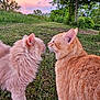 animal, cat, cats, cream_cat, curious, daylight, feline, fluffy_cat, fur, grass, greenery, hill, nature, orange_cat, outdoor, pets, sky, sunset, trees, wildlife