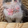 Calypso is registered to the contest to win money with this photo: adorable, animal, basket, cat, closeup, collar, curious, cute, decorative, domestic, feline, fluffy, fur, indoor, kitten, pet, pink_bow, sitting, small, whiskers