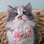adorable, animal, basket, cat, closeup, collar, curious, cute, decorative, domestic_cat, feline, fluffy, indoor, kitten, pet, pink_bow, portrait, soft, whiskers, young