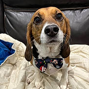 Pixel participe au concours pour gagner de l'argent avec cette photo : animal, beagle, bed, big_eyes, blanket, bow_tie, brown_and_white, close_up, collar, cute, dog, floppy_ears, funny, indoors, leather_headboard, nose, pet, portrait, sitting, whiskers