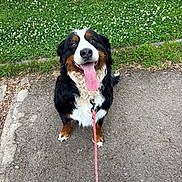 Rosalie a rejoint le concours — aidez-le/la à gagner de superbes lots ! animal, bernese_mountain_dog, black, brown, canine, cute, dog, flowers, fur, grass, happy, leash, nature, outdoor, path, pet, sitting, smiling, tongue_out, white
