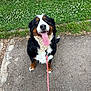 animal, bernese_mountain_dog, black, brown, canine, cute, dog, flowers, fur, grass, happy, leash, nature, outdoor, path, pet, sitting, smiling, tongue_out, white