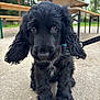 puppy, dog, black_dog, close_up, outdoor, pet, curious, floppy_ears, leash, young_dog, cute, animal, fur, sitting, ground, nature, bench, park, daylight, portrait