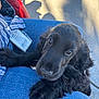 Stitch a rejoint le concours — aidez-le/la à gagner de superbes lots ! puppy, dog, black_dog, pet, lap, jeans, person, outdoor, sunlight, shadow, red_purse, closeup, cute, fur, animal, canine, companion, looking_up, young_dog, adorable