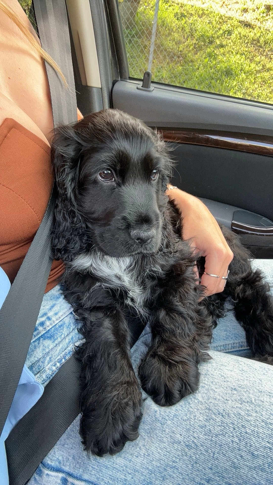 Stitch participe au concours pour gagner de l'argent avec cette photo : puppy, dog, black_dog, pet, car, seatbelt, lap, person, hand, jeans, brown_top, fur, window, nature_outside, comfort, cute, animal, portrait, indoor, relaxing
