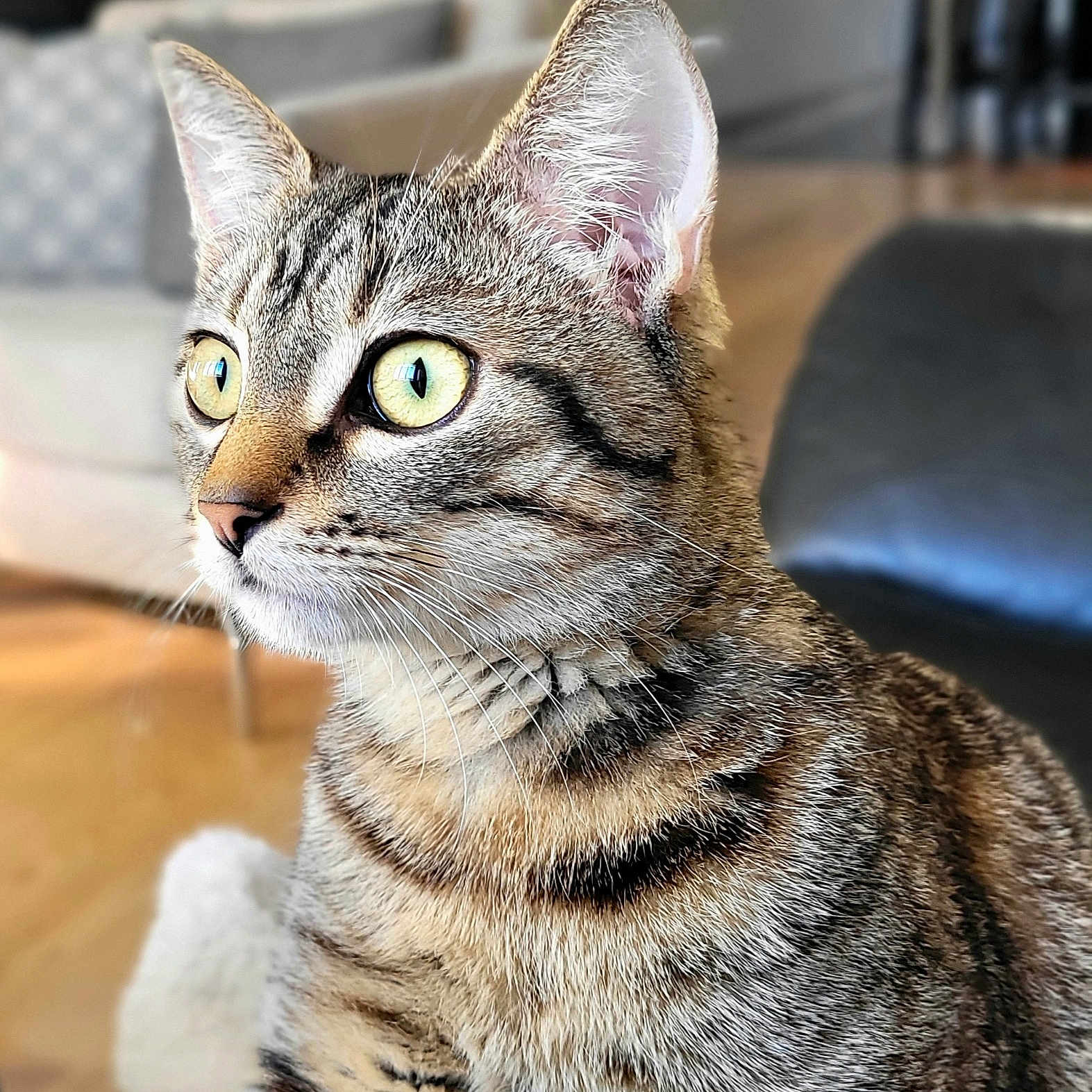 Cesar a rejoint le concours — aidez-le/la à gagner de superbes lots ! abyssinian, angora, animal, cat, chair, couch, egyptiancat, furniture, indoors, kitten, manx, pet