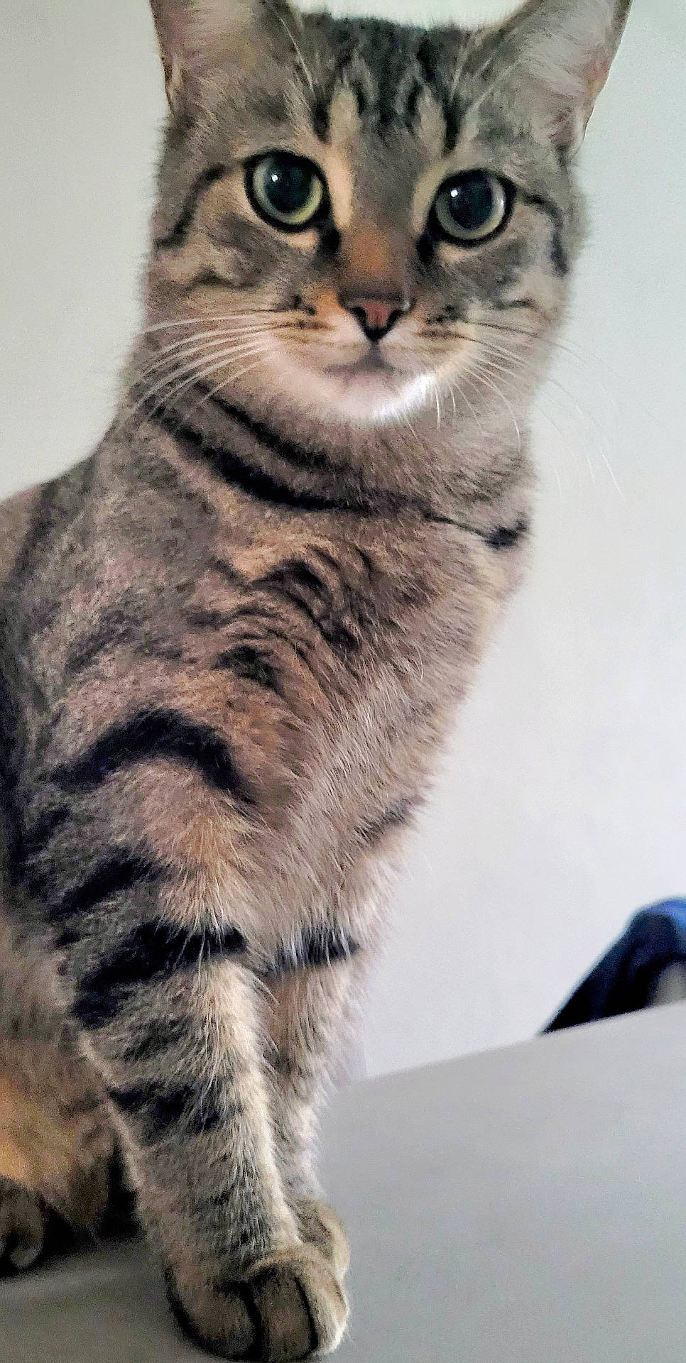 Cesar a rejoint le concours — aidez-le/la à gagner de superbes lots ! abyssinian, animal, cat, egyptiancat, kitten, manx, pet, siamese