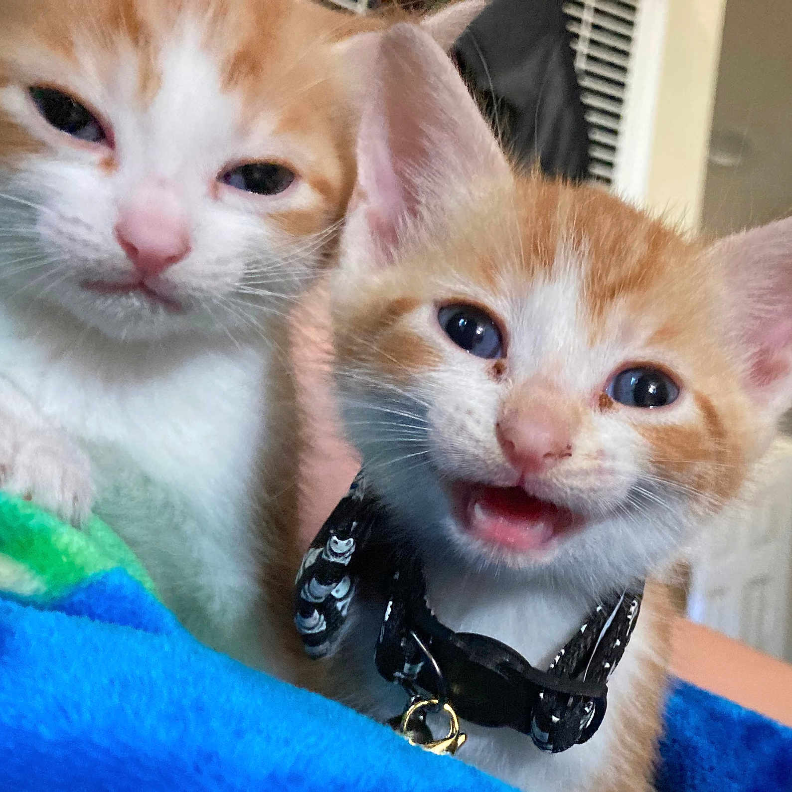 Pablo And Marley joined the competition — help win amazing prizes! animal, bell, blanket, cat, close_up, collar, cozy, cute, ears, face, feline, indoor, kitten, meowing, orange_and_white, pet, sleepy, snuggling, whiskers, young
