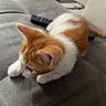 animal, cat, couch, ears, feline, fur, home, indoors, kitten, living_room, lying_down, orange_and_white, paws, pet, portrait, relaxed, remote_control, resting, sofa, whiskers