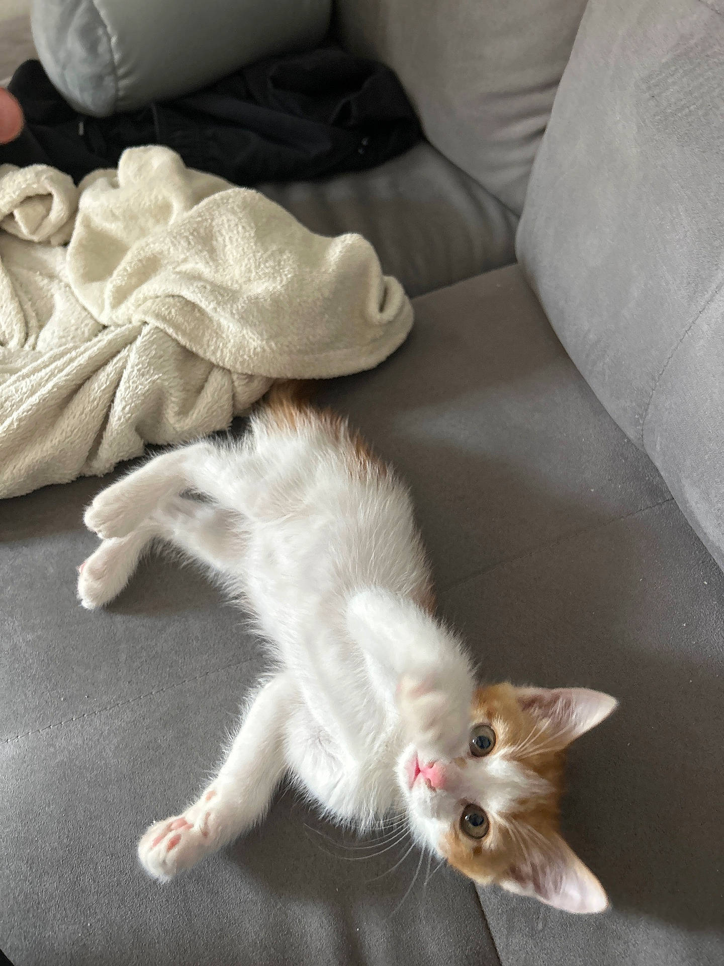 Tigrou