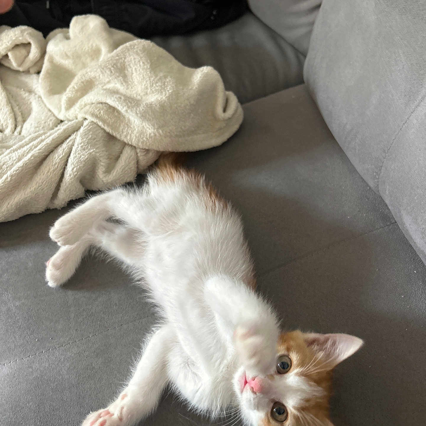 Tigrou