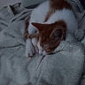animal, blanket, cat, closeup, cozy, curled_up, cute, furry, ginger_and_white, home, indoors, kitten, nap, pet, relaxed, resting, sleeping, sleepy, soft, warm