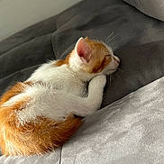 Tigrou participe au concours pour gagner de l'argent avec cette photo : kitten, cat, sleeping, orange_and_white, fur, paw, couch, indoor, cozy, resting, pet, animal, cute, small, feline, soft_light, relaxation, domestic, whiskers, nap