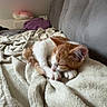 animal, blanket, cat, couch, cozy, cute, fur, home, indoors, kitten, napping, orange_and_white, paws, pet, portrait, relaxed, resting, sleeping, soft, whiskers
