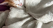Tigrou a rejoint le concours — aidez-le/la à gagner de superbes lots ! kitten, cat, sleeping, blanket, cozy, fur, orange_cat, white_cat, nap, pet, indoor, soft, pillow, human_arm, rest, cute, animal, comfort, fur_texture, relaxation