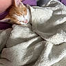 kitten, cat, sleeping, blanket, cozy, fur, orange_cat, white_cat, nap, pet, indoor, soft, pillow, human_arm, rest, cute, animal, comfort, fur_texture, relaxation