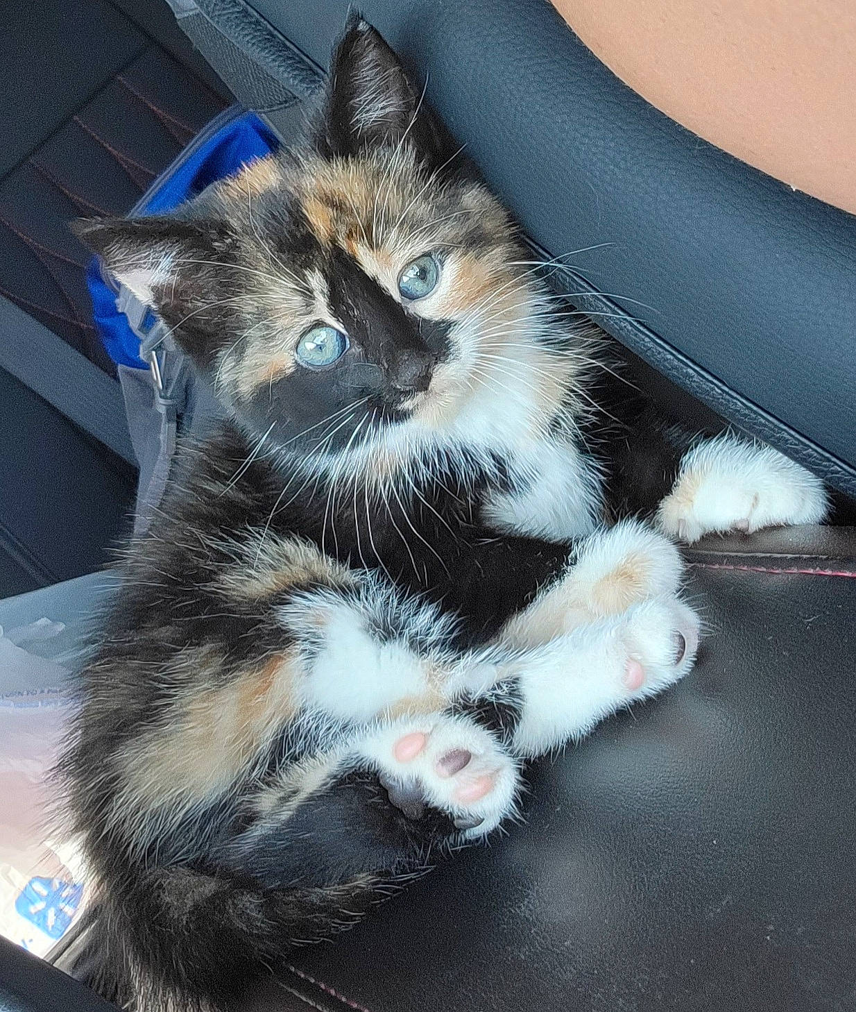 Kujo joined the competition — help win amazing prizes! box, carnivore, cat, claw, comfort, domestic_short_haired_cat, electric_blue, felidae, foot, fur, hood, human_leg, paw, photo_caption, small_to_medium_sized_cats, snout, tail, whiskers, window, windshield