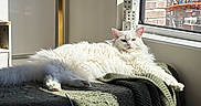 Kennedy is registered to the contest to win money with this photo: cat, white_cat, fluffy, indoor, sunlight, window, blanket, green_blanket, resting, relaxed, pet, feline, cozy, sunny, daylight, brick_wall, harbor, sea, blue_sky, home
