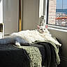 cat, white_cat, fluffy, indoor, sunlight, window, blanket, green_blanket, resting, relaxed, pet, feline, cozy, sunny, daylight, brick_wall, harbor, sea, blue_sky, home
