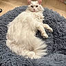 Kennedy is registered to the contest to win money with this photo: cat, white_cat, fluffy, pet, indoor, relaxed, bed, furry, animal, mammal, cute, resting, looking, floor, soft, cozy, domestic, feline, portrait, household